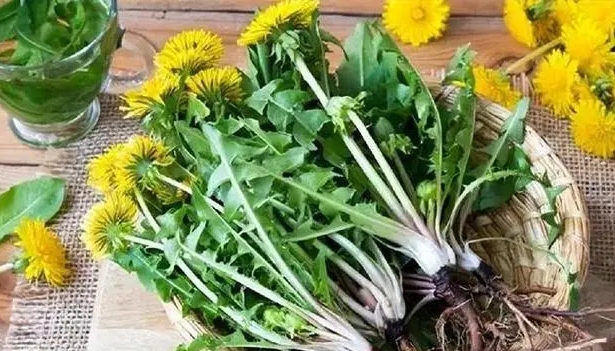 Zer aldaketa ikusten dituzu zure gorputzean egunero dandelionak edaten dituzunean? Dandelion erauzten al da minbiziaren aurkako egiazkoa?